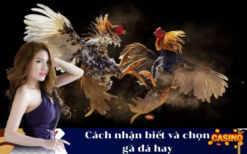 abc8 Cách nhận biết và chọn gà đá hay