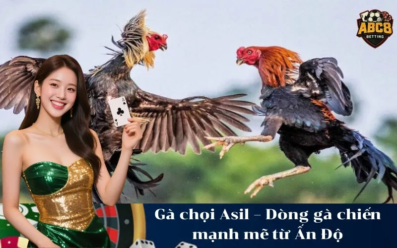 Gà chọi Asil – Dòng gà chiến mạnh mẽ từ Ấn Độ