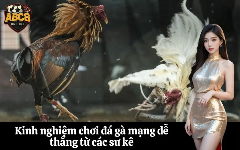 abc8 Kinh nghiệm chơi đá gà mạng dễ thắng từ các sư kê