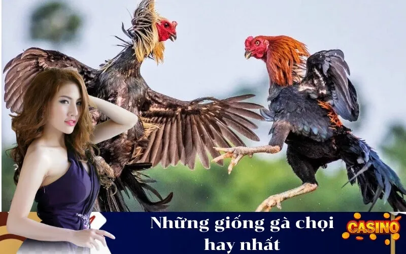 Những giống gà chọi hay nhất