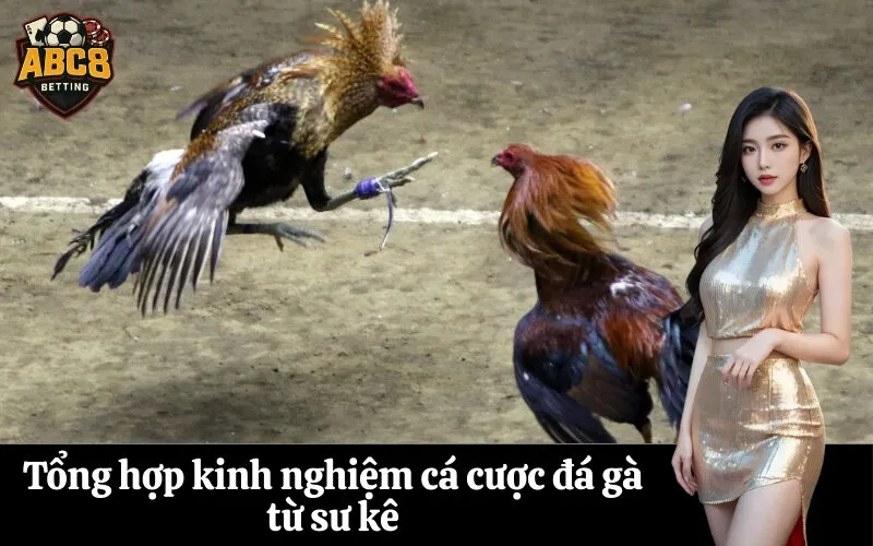 abc8 Tổng hợp kinh nghiệm cá cược đá gà từ sư kê
